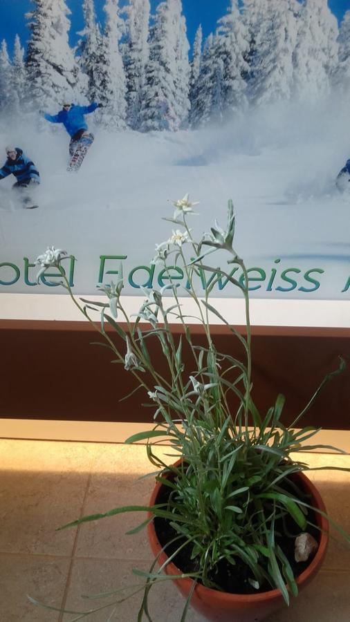 Vila Edelweiss Predeal Buitenkant foto